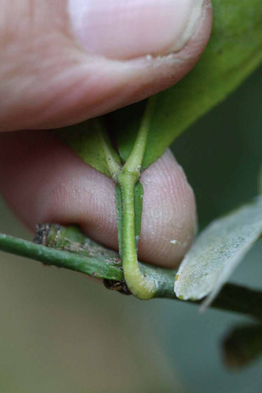 Petiole (Riverside, CA)       